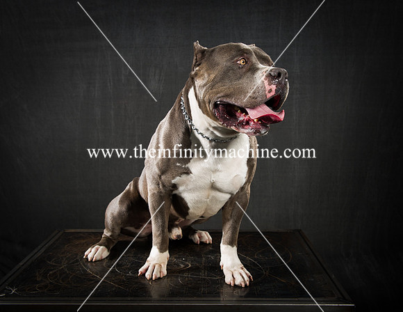 Bullys-104-Edit