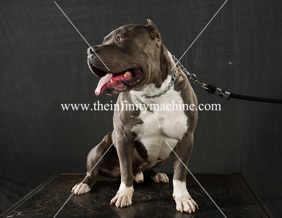 Bullys-102