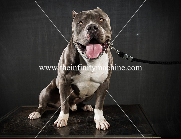 Bullys-103